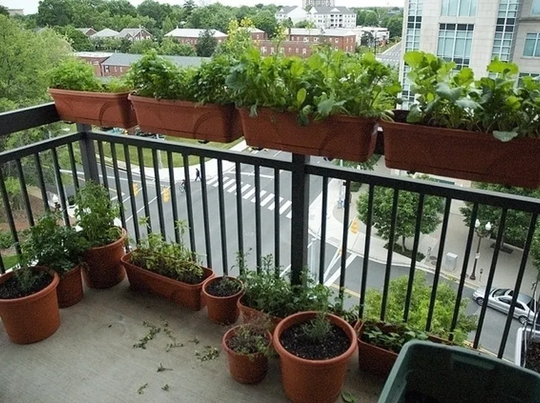 Orto in balcone-5