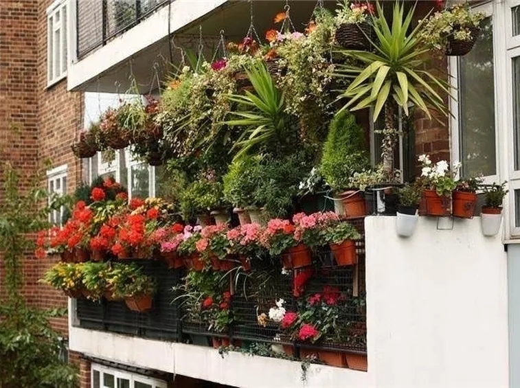 Orto in balcone-26