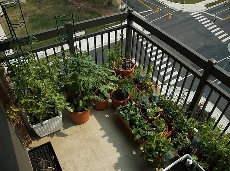 Orto in balcone-11