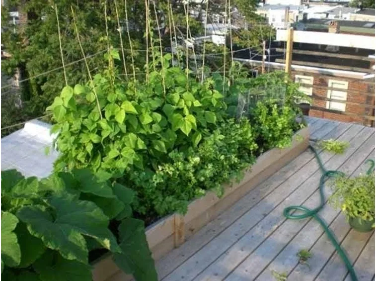 Orto in balcone-29
