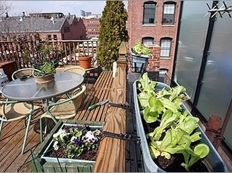 Orto in balcone-20