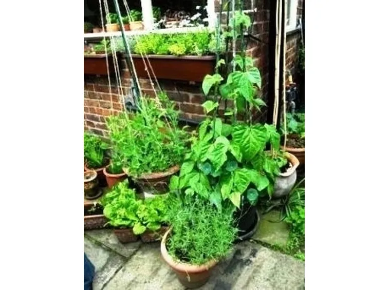 Orto in balcone-10