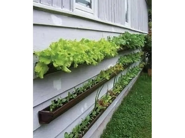 Orto in balcone-23
