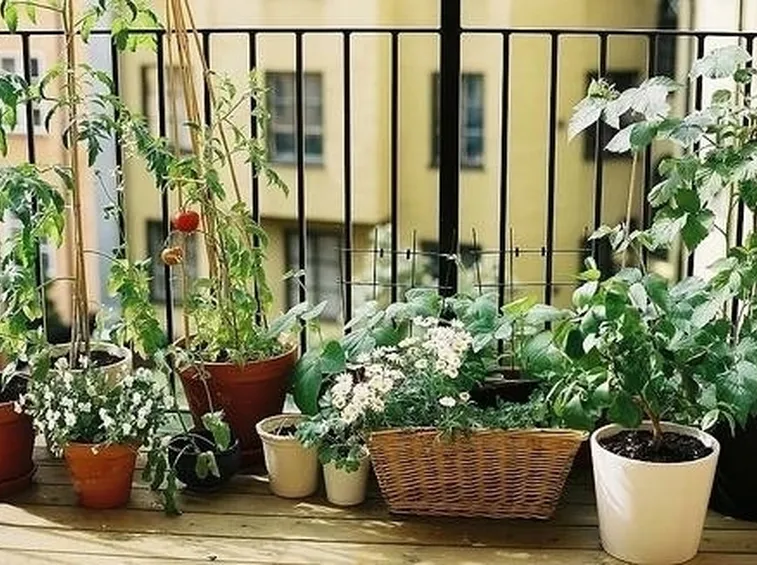 Orto in balcone-28