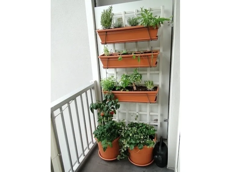 Orto in balcone-6