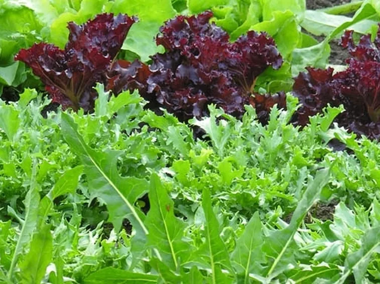 Piante da orto
