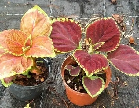 Bordure con piante annuali