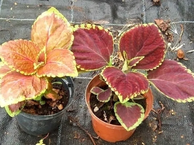 Bordure con piante annuali