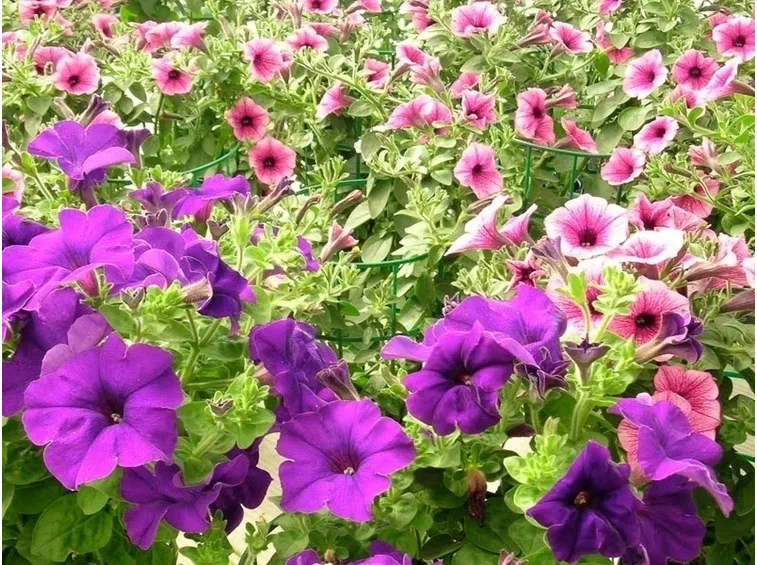 Piante annuali