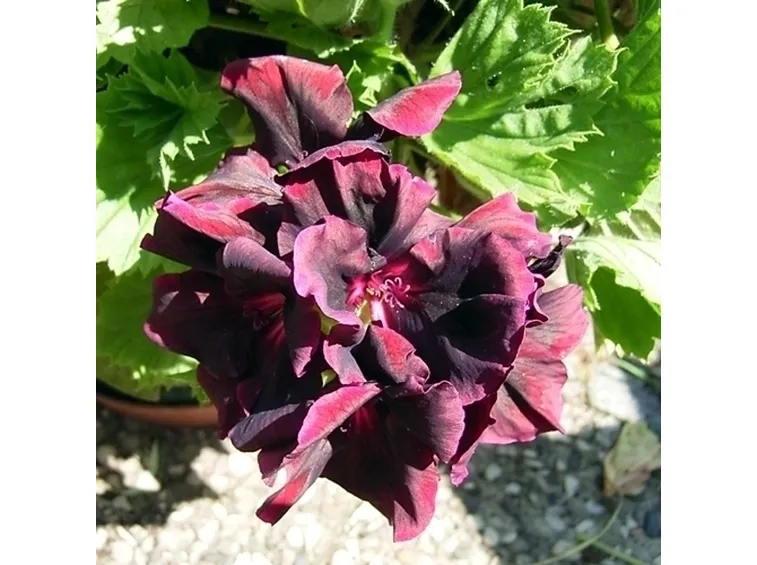 Piante Annuali-7