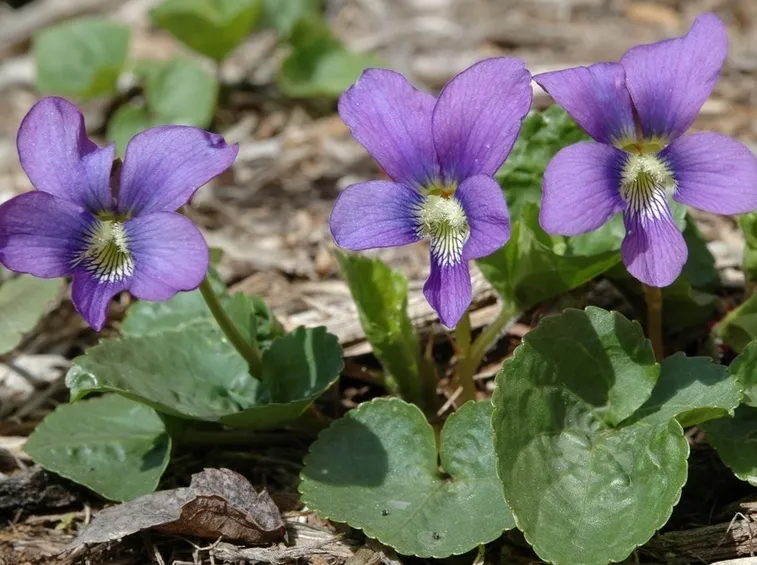 Piante annuali rampicanti