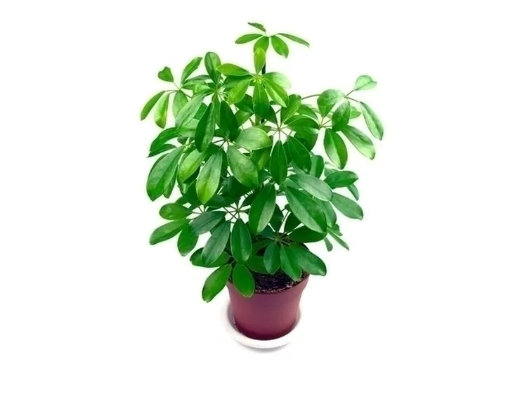 Piante appartamento-22
