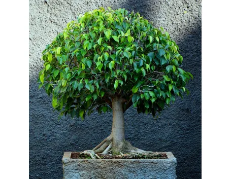 bonsai di ficus benjamin