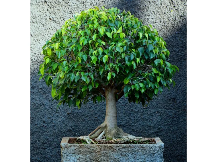 bonsai di ficus benjamin