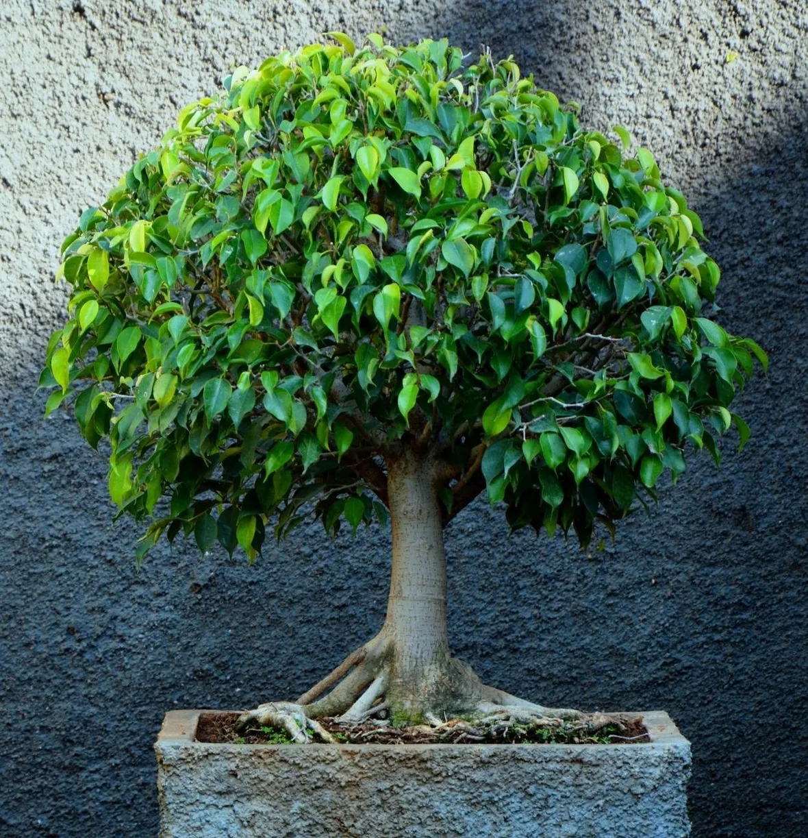 bonsai di ficus benjamin