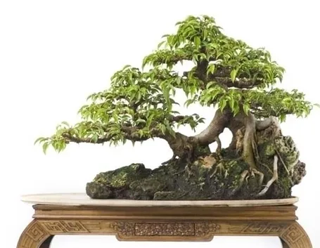bonsai di ficus benjamin