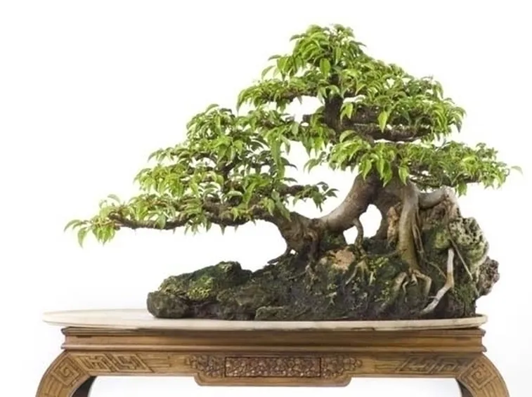 bonsai di ficus benjamin