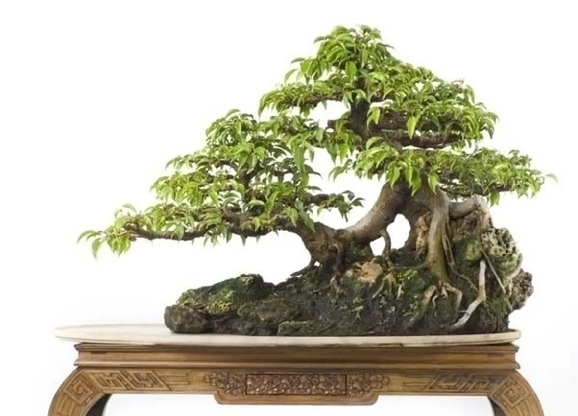 bonsai di ficus benjamin