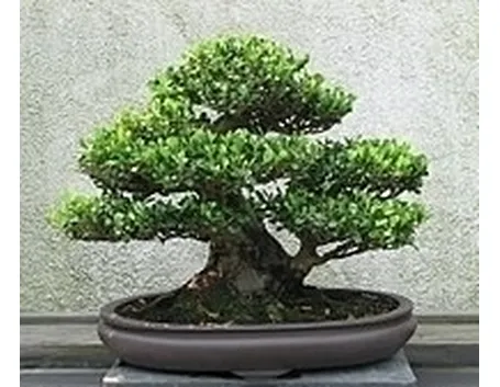bonsai di ficus benjamin-3