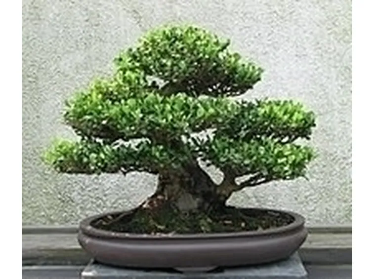 bonsai di ficus benjamin-3