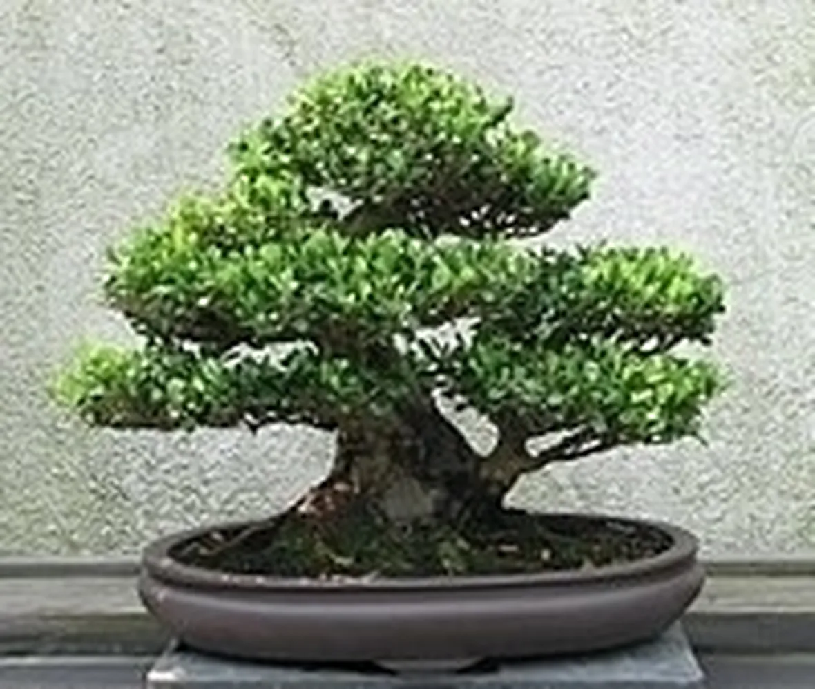 bonsai di ficus benjamin-3