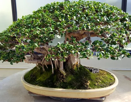 bonsai di ficus benjamin