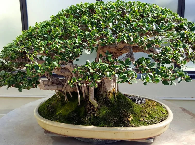 bonsai di ficus benjamin