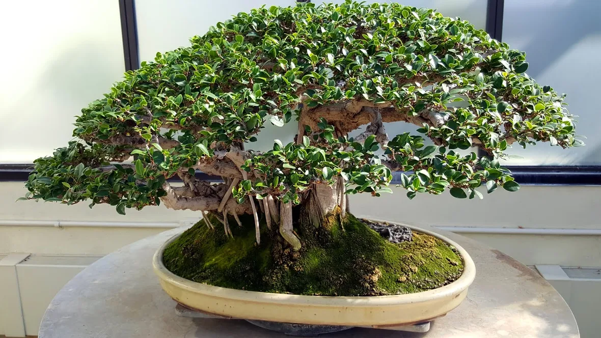 bonsai di ficus benjamin