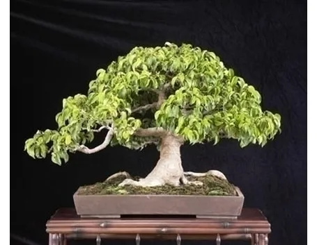 bonsai di ficus benjamin-5