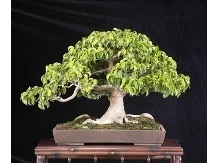 bonsai di ficus benjamin-5