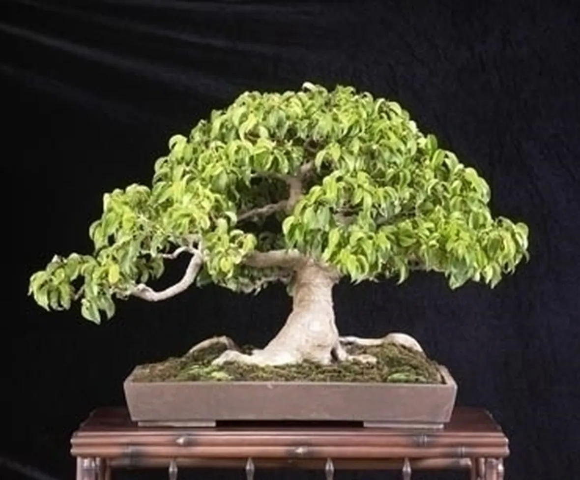 bonsai di ficus benjamin-5