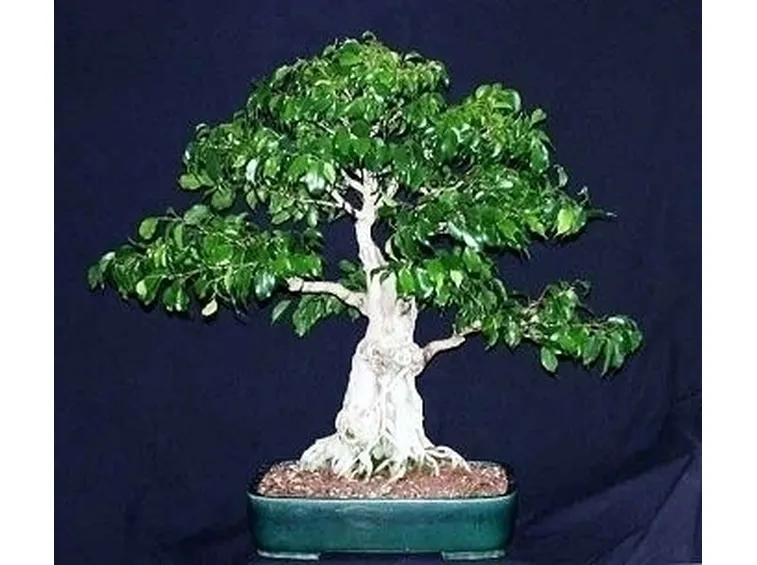bonsai di ficus benjamin