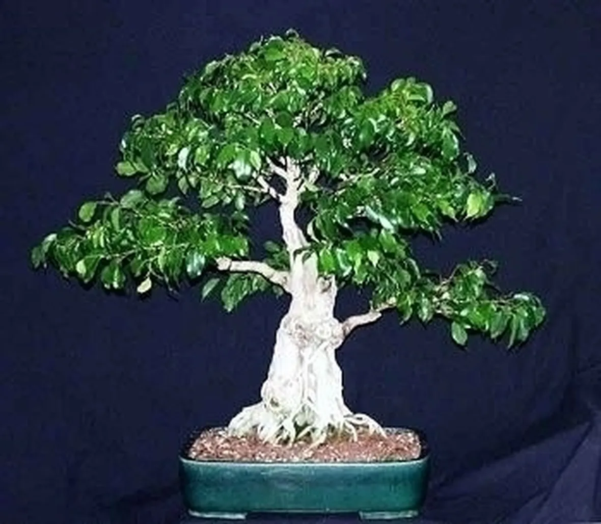 bonsai di ficus benjamin