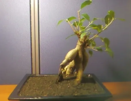 bonsai di ficus ginseng-1