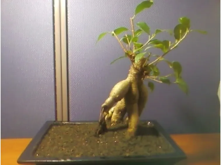 bonsai di ficus ginseng-1