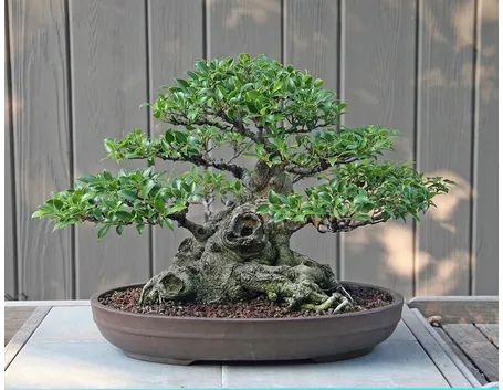 bonsai di ficus micro carpa