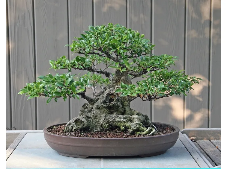 bonsai di ficus micro carpa