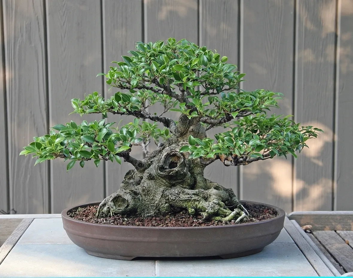bonsai di ficus micro carpa
