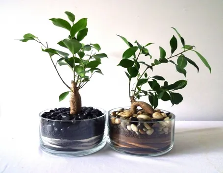 bonsai di ficus ginseng-3