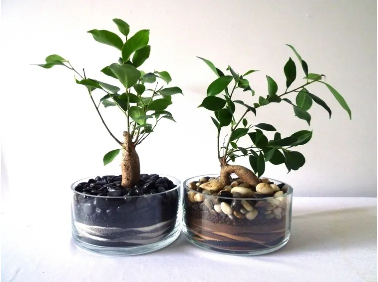 bonsai di ficus ginseng-3