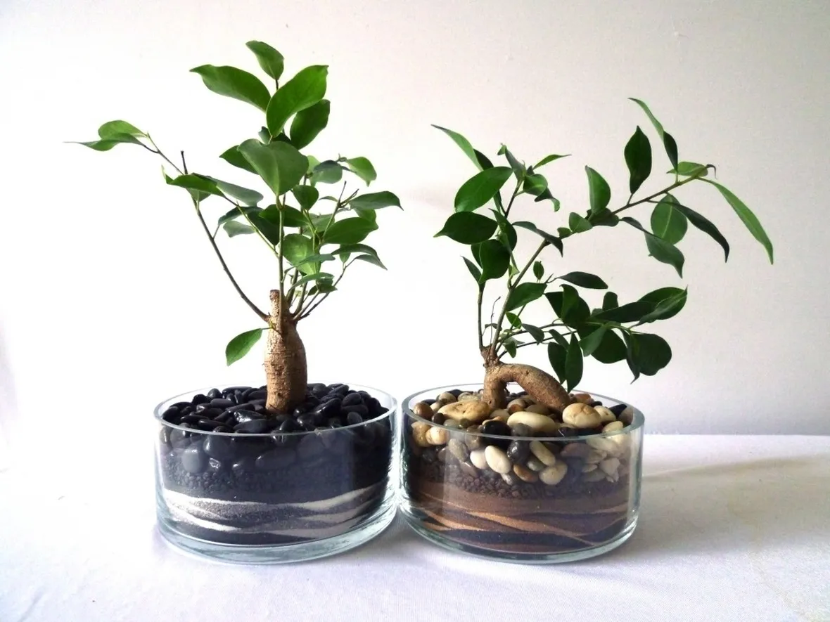 bonsai di ficus ginseng-3