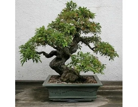 bonsai di ficus ginseng-4