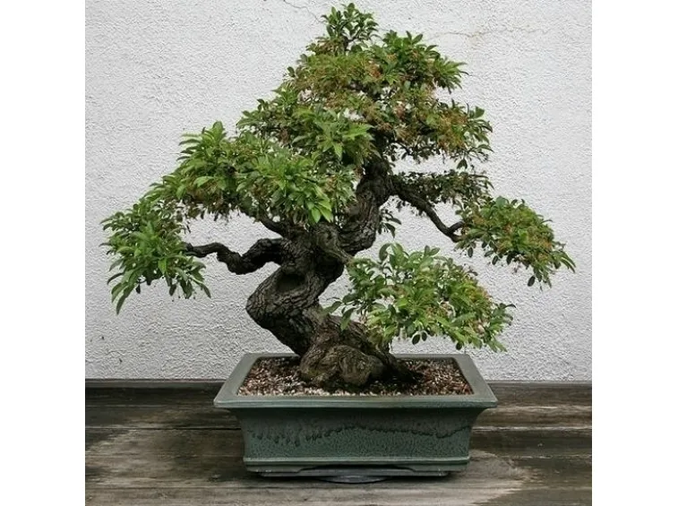 bonsai di ficus ginseng-4