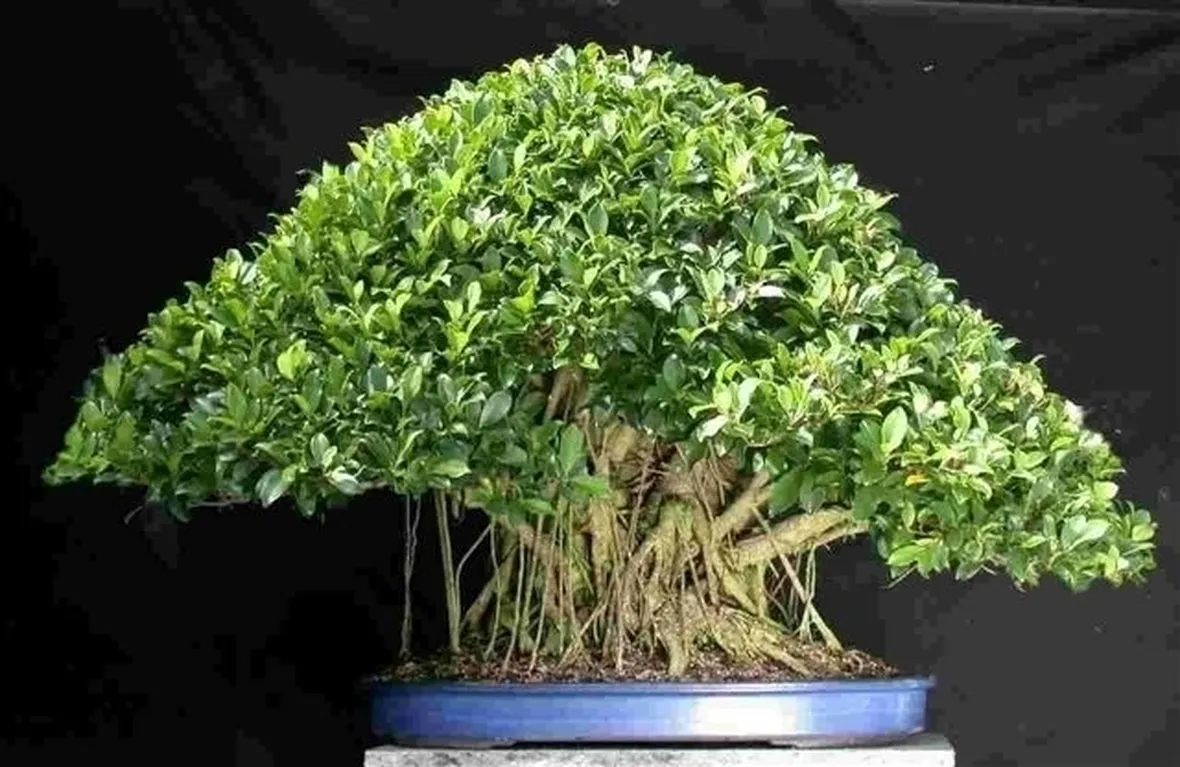 bonsai di ficus ginseng-5