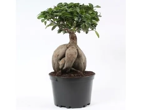 bonsai di ficus ginseng
