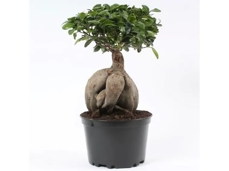 bonsai di ficus ginseng