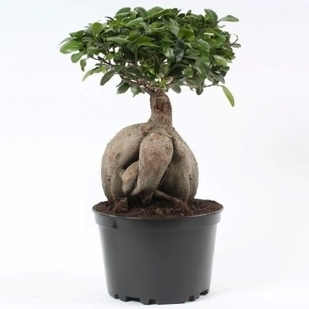 bonsai di ficus ginseng