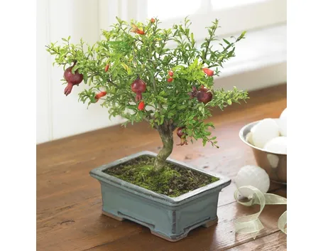 bonsai di ficus microcarpa-1