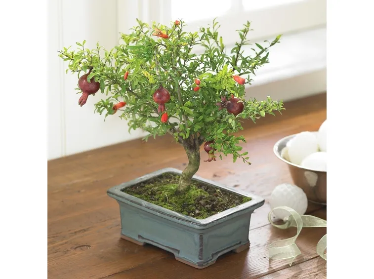 bonsai di ficus microcarpa-1