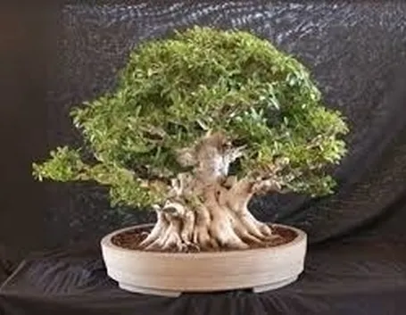 bonsai di ficus microcarpa-2